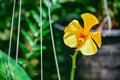 Beautiful tropical yellow branch of orchid flower phalaenopsis from family Orchidaceae Royalty Free Stock Photo