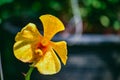 Beautiful tropical yellow branch of orchid flower phalaenopsis from family Orchidaceae Royalty Free Stock Photo