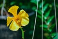 Beautiful tropical yellow branch of orchid flower phalaenopsis from family Orchidaceae Royalty Free Stock Photo