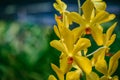 Beautiful tropical yellow branch of orchid flower phalaenopsis from family Orchidaceae in nature Royalty Free Stock Photo