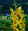 Beautiful tropical yellow branch of orchid flower phalaenopsis from family Orchidaceae in nature Royalty Free Stock Photo