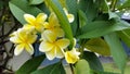 Beautiful Tropical Yellow Frangipani Flowers on tree Royalty Free Stock Photo