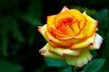 Beautiful tropical yellow rose close up.