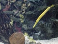 Yellow trumpet fish