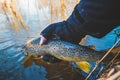 Beautiful trout in angler's hand. Fishing Royalty Free Stock Photo