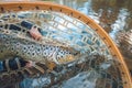 Beautiful trout in angler's hand. Fishing Royalty Free Stock Photo