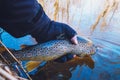 Beautiful trout in angler& x27;s hand. Fishing Royalty Free Stock Photo