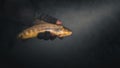 Beautiful trout close-up on a dark background