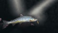 Beautiful trout close-up on a dark background