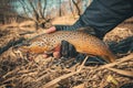 Beautiful trout in the hands of a fisherman Royalty Free Stock Photo