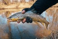 Beautiful trout in the hands of a fisherman Royalty Free Stock Photo