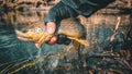 Beautiful trout in the hands of a fisherman Royalty Free Stock Photo