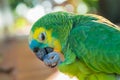 Beautiful True Parrot or Turquoise-fronted Parrot