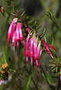 Beautiful tubular flowers of the Australian native Red Five Corners, Styphelia tubiflora, family Ericaceae