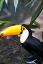 Beautiful tucan Royalty Free Stock Photo