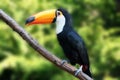 Beautiful Tucan Royalty Free Stock Photo