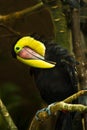Beautiful tucan Royalty Free Stock Photo
