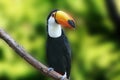 Beautiful Tucan