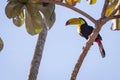 Tucan bird wild