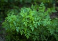 Beautiful tuft of fresh green forest herbs