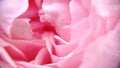 Beautiful and soft pink peony petals floral with close-up view and defocused picture for valentine`s background.