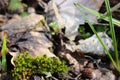 A beautiful tuft of green moss in the spring sunshine.