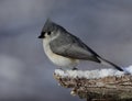 Beautiful tufted titmouse on snowny branch