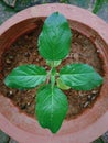 A beautiful tulasi plant planted on a pot