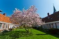 Beautiful tulip blossom trees in bloom