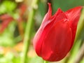 Beautiful tulip bud, the red flower with dew