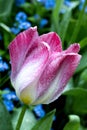 Beautiful Tulip at Butchart Gardens in Victoria, Canada Royalty Free Stock Photo