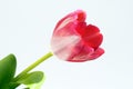 Beautiful tulip close up Royalty Free Stock Photo