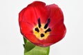 Beautiful tulip close up Royalty Free Stock Photo