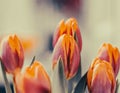 Beautiful tulip closeup. Detailed view of multiple tullips. A bouquet of red yellow tulips with fresh green leaves in soft lights Royalty Free Stock Photo