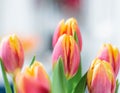 Beautiful tulip closeup. Detailed view of multiple tulips. A bouquet of red yellow tulips with fresh green leaves in soft lights Royalty Free Stock Photo