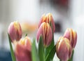 Beautiful tulip closeup. Detailed view of multiple tullips. A bouquet of red yellow tulips with fresh green leaves in soft lights