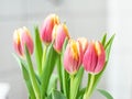 Beautiful tulip closeup. Detailed view of multiple tullips. A bouquet of red yellow tulips with fresh green leaves in soft lights