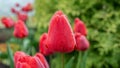 Beautiful tulip with dew drops. Flower with red petals close-up. Spring flower in the garden. Royalty Free Stock Photo