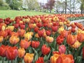 beautiful tulip field in the botanical garden Royalty Free Stock Photo