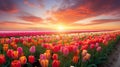 Beautiful Tulip fields at sunrise. beautiful Nature Landscape. generative AI Royalty Free Stock Photo