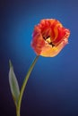 Beautiful tulip on abstract blue twilights background