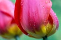 Beautiful tulip flower close-up with water drops on a blurred background Royalty Free Stock Photo