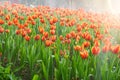 Beautiful tulip flower filed with sunlight at morning Royalty Free Stock Photo