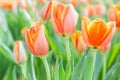 Beautiful tulip flower and green leaf background in tulip garden at winter or spring day. Royalty Free Stock Photo