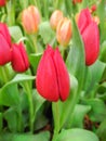 Beautiful tulip flower growing in garden Royalty Free Stock Photo