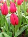 Beautiful tulip flower growing in garden Royalty Free Stock Photo