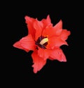 Beautiful tulip flower of red color unusual shape star isolated on black background closeup Royalty Free Stock Photo