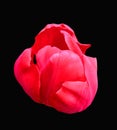 Beautiful tulip flower of red scarlet color isolated on black background close up Royalty Free Stock Photo