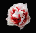 Beautiful tulip flower of red wite color unusual shape rose isolated on black background closeup Royalty Free Stock Photo