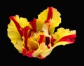 Beautiful tulip flower of red yellow color unusual shape as carnation isolated on black background closeup Royalty Free Stock Photo